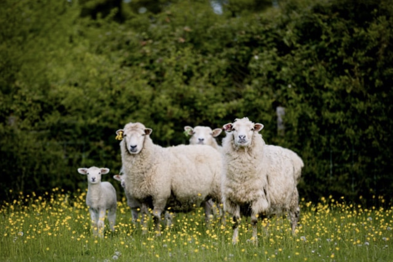 Shimpling Park Farm