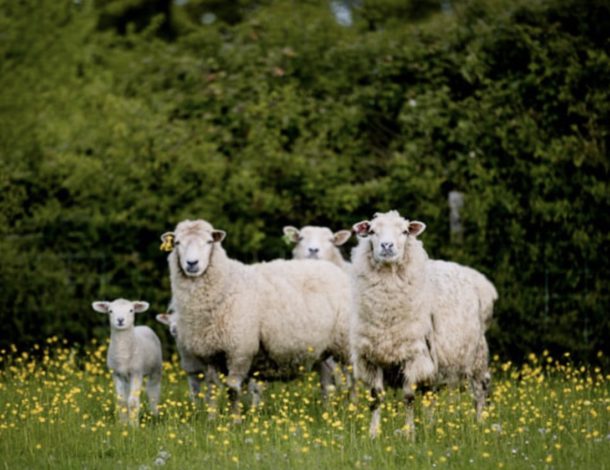 Shimpling Park Farm