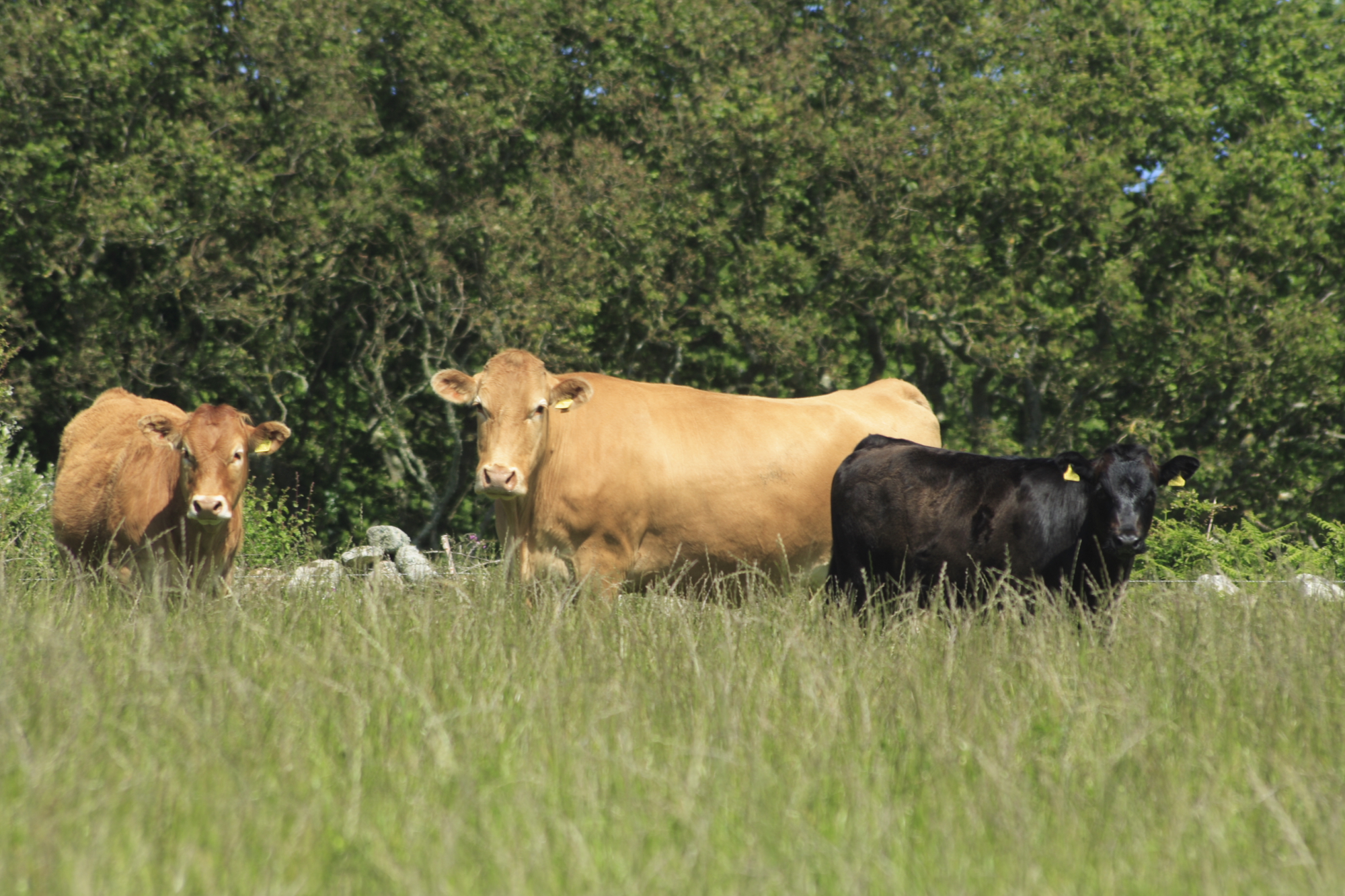 Cows