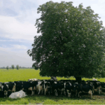 Cows finding shade under a tree