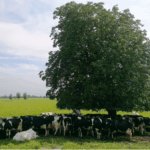 Cows finding shade under a tree